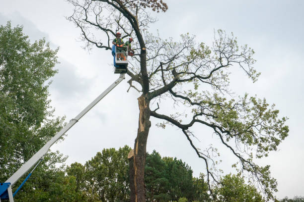 How Our Tree Care Process Works  in  Germantown, TN