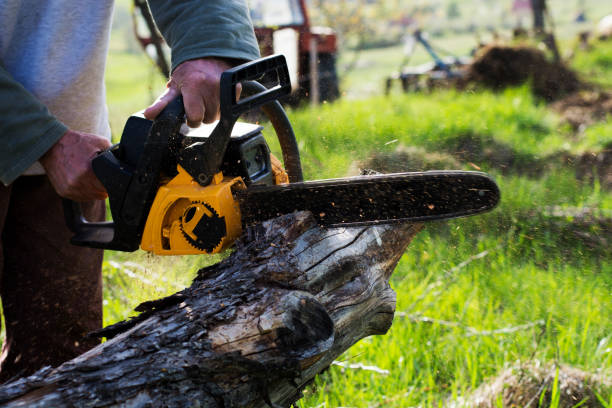 Germantown, TN Tree Care Company